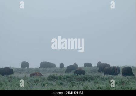 Mandria di bisonti pascolano la mattina di Foggy a Yellowstone Foto Stock