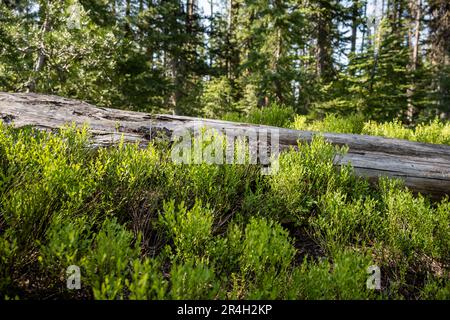 Il vecchio ceppo ombreggiato lungo il pavimento della foresta comincia a sparire nei cespugli crescenti in Yosemite Foto Stock