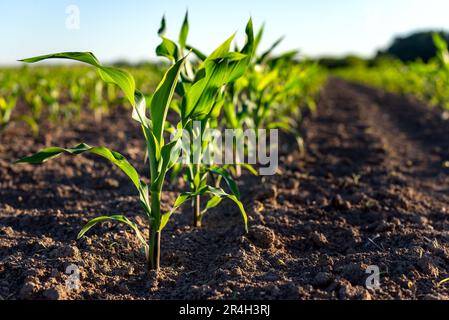 Giovani piante di mais che crescono sul campo in una giornata di sole. Messa a fuoco selettiva. Foto Stock