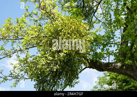 Viscum album o mistletoe crescere su un albero. Mistretoe è un emiparassita su diverse specie di alberi, da cui attinge acqua e sostanze nutritive Foto Stock