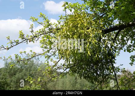 Viscum album o mistletoe crescere su un albero. Mistretoe è un emiparassita su diverse specie di alberi, da cui attinge acqua e sostanze nutritive Foto Stock