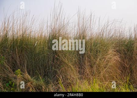 Saccarum Sponteneum Fiore. Bello bianco kash o kans fiore d'erba con cielo nuvoloso in estate Foto Stock