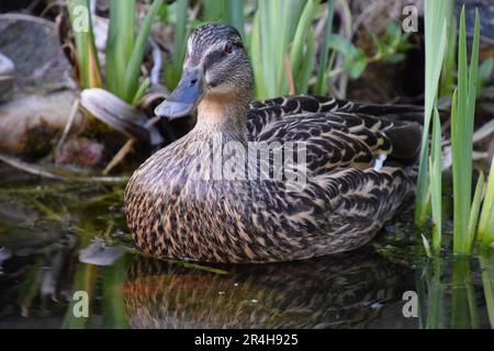 femminile mallard nuota nel laghetto giardino Foto Stock