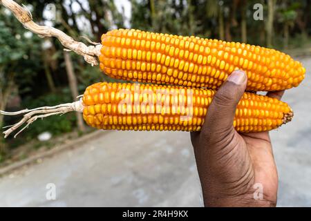 Due spighe di mais isolate a portata di mano. Il nome scientifico è Zea Mays.close up di pannocchia di mais giallo può essere utilizzato come sfondo Foto Stock