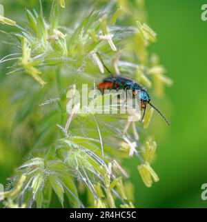 Wasp Chrysis a coda di rubino ignita una specie di Wasp a cucù a riposo su un glume d'erba sui livelli del Somerset UK Foto Stock
