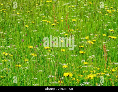 Prato di fieno sano, non migliorato e selvaggio in primavera, con una varietà di fiori di prato tra cui il dente di leone il Pignut il trifoglio rosso e l'Sorrel comune Foto Stock