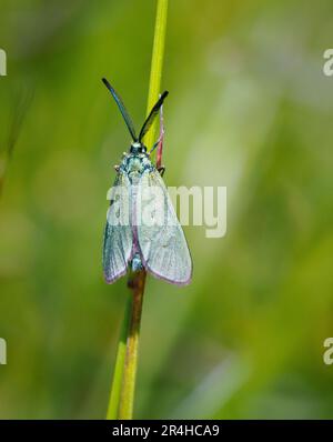 La Forester Moth Adscita statices in grassland a Rodborough Common nel Gloucestershire Cotswolds UK Foto Stock