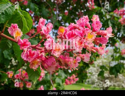 Fiori del Cavallo Rosso Castagno Aesculus ippocastro x carnea un albero ornamentale coltivato in parchi e giardini - Somerset UK Foto Stock