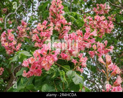 Fiori del Cavallo Rosso Castagno Aesculus ippocastro x carnea un albero ornamentale coltivato in parchi e giardini - Somerset UK Foto Stock