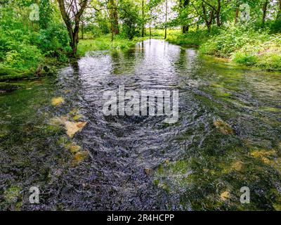Lyd Beh, la sorgente d'acqua nascosta del Tamigi che sgorga dalle falde acquifere sotterranee nelle colline Cotswold vicino a Kemble nel Gloucestershire UK Foto Stock