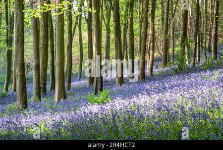 Moquette in legno di faggio con Bluebell Endymion non-scriptus nel Somerset UK Foto Stock