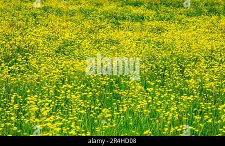 Field of Meadow Buttercup Ranunculus acris è diventato giallo all'inizio della primavera nel Somerset, Regno Unito Foto Stock
