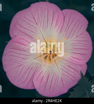 Rosa Primrose sera Foto Stock