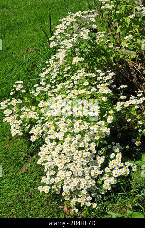 Il feverfew in fiore Foto Stock