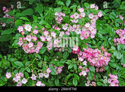 Rosa "ballerina" Foto Stock