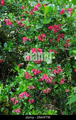 Escallonia Rubra Macrantha in fiore. Foto Stock