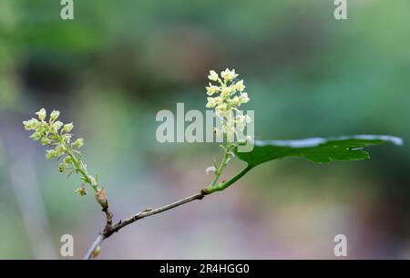 Ribes alpina Foto Stock