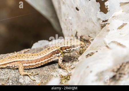 Larevskia praticola foresta lucertola in piedi su una lastra di pietra Foto Stock