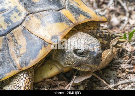 Primo piano della testa di una tartaruga in parti di una conchiglia in una foresta di tartarughe Hermann Foto Stock