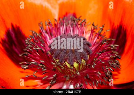 Primo piano di una grande testa di fiore di papavero rosso con polline Foto Stock