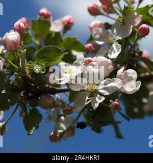 Albero di mela fiorito. Bella e delicata, grandi fiori di mela fiorito su rami di albero nel giardino in primavera, bellissimo sfondo cielo blu Foto Stock
