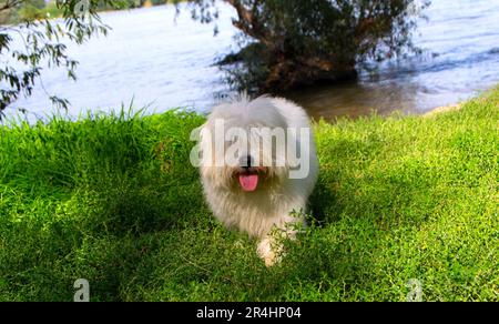 Foto di un cucciolo Coton de Tulear in natura con i suoi proprietari Foto Stock