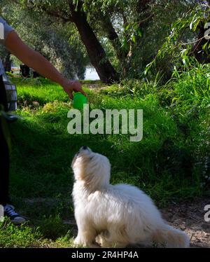 Foto di un cucciolo Coton de Tulear in natura con i suoi proprietari Foto Stock