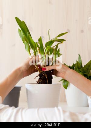 donna che tiene piante verdi con vaso bianco. Table Home raccolta di varie succulente. Impianto in vaso Foto Stock