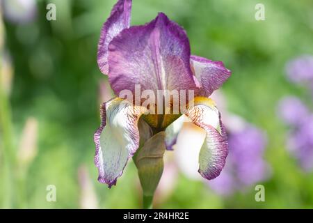 Benton End, Suffolk, Regno Unito. 28th maggio 2023. Un'eredità di sublime bellezza nella forma? Una vista di uno dei molti Hyrbirds Benton iris, Iris ‘Benton Lorna’ c 1956. Garden Designer, Sarah Price celebra l'artista e Plantsman, Cedric Morris al RHS Chelsea Flower Show nel suo giardino design. Sir Cedric Morris, artista e pittore, era un appassionato giardiniere che si dedicò all'impollinazione incrociata di Irises per creare nuove varietà ibride colorate di Iris nel suo giardino a Benton End, Suffolk. Helen Cowles/Alamy Live News Foto Stock