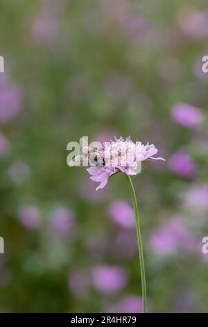 Api mellifere europee o occidentali che raccolgono polline da un fiore selvatico Foto Stock