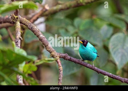 Maschio verde honeyresuperriduttore (Chlorophanes spiza), Mindo Cloud Forest, Ecuador. Foto Stock