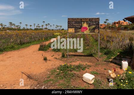 Malia, Creta, Grecia. 2023. Azienda agricola biologica di aloe con piante di aloe vera che crescono in un campo vicino alla città cretese di Malia, nell'est di Creta. Foto Stock