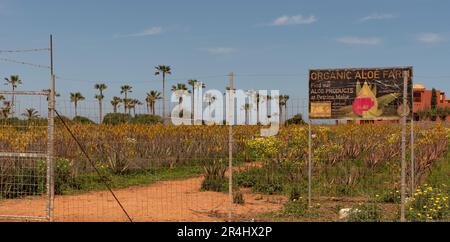 Malia, Creta, Grecia. 2023. Azienda agricola biologica di aloe con piante di aloe vera che crescono in un campo vicino alla città cretese di Malia, nell'est di Creta. Foto Stock