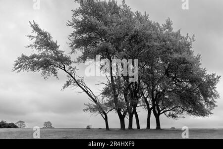 Un piccolo gruppo di alberi e prato contro il cielo stellato nel parco pubblico Westwood e campo da golf a Beverley, Yorkshire, Regno Unito. Foto Stock