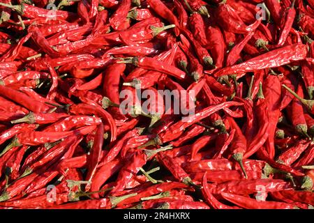 Primi piani di peperoncino rosso (peperoncino) su sfondo testurizzato Foto Stock