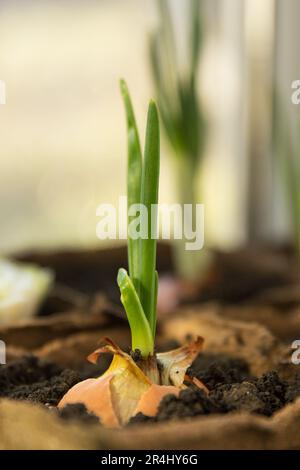 Cipolle verdi che crescono piantate in un contenitore di torba a casa Foto Stock