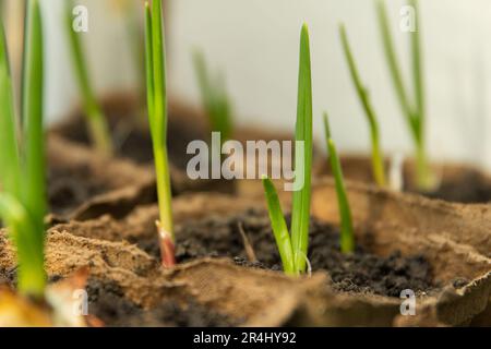 Aglio verde crescente piantato in un contenitore di torba a casa Foto Stock