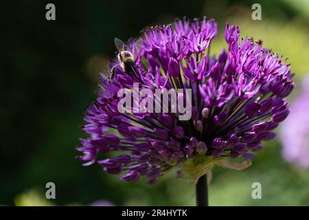 Bee siede su un fiore viola allio ricco di nettare. Allium non solo sembra grande nel giardino, la pianta è anche buono per gli insetti. Fuoco sull'ape Foto Stock