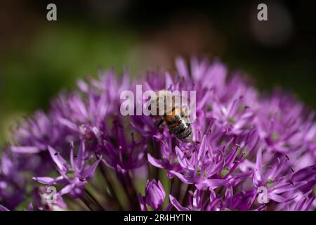 Bee siede su un fiore viola allio ricco di nettare. Allium non solo sembra grande nel giardino, la pianta è anche buono per gli insetti. Fuoco sull'ape Foto Stock