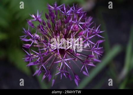 Fiore testa dell'Allium viola in un giardino estivo. Vista dall'alto, profondità di campo ridotta Foto Stock