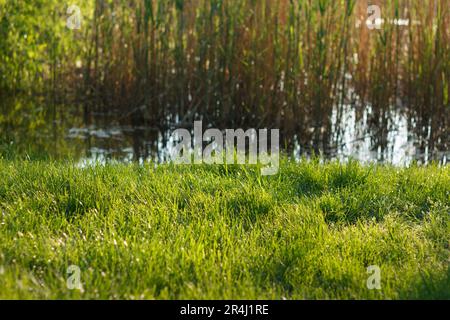 Verde spesso erba succosa cresce in primavera accanto al fiume e canna, paesaggio. Foto Stock