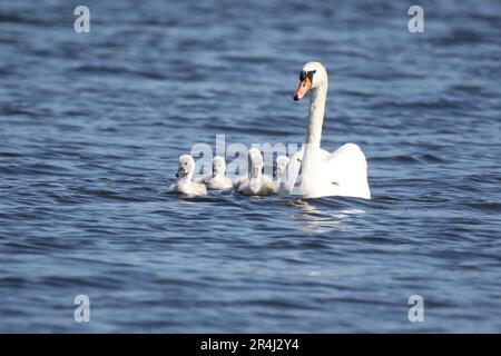 Madre muto Swing cigno con cinque cognets su un lago blu in primavera Foto Stock