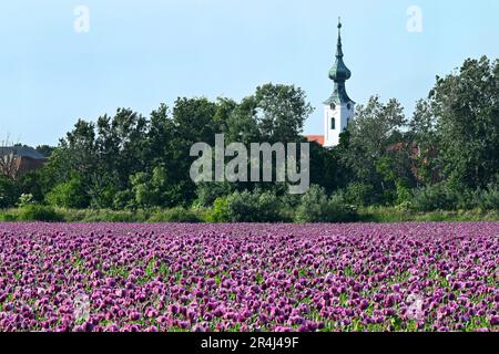 Vivace campo di papavero viola in piena fioritura con chiesa bianca e alberi sullo sfondo in Slovacchia Foto Stock