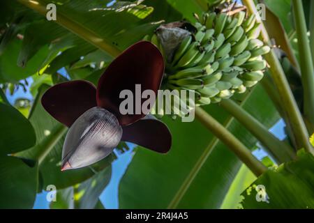 Frutti di banana che crescono sull'albero, con fiori in fiore, nella giungla in Africa Foto Stock