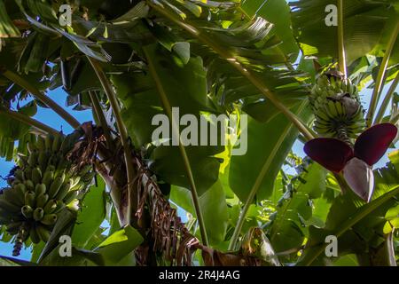 Frutti di banana che crescono sull'albero, con fiori in fiore, nella giungla in Africa Foto Stock