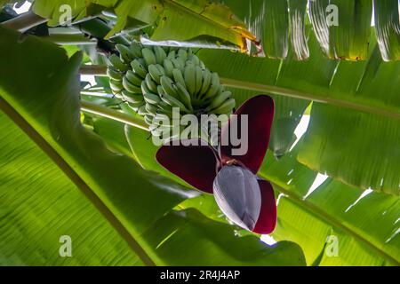 Frutti di banana che crescono sull'albero, con fiori in fiore, nella giungla in Africa Foto Stock