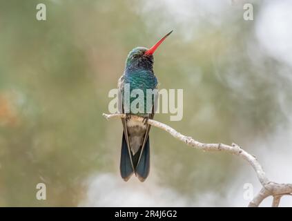 Un colibrì maschio a becco grosso arroccato su un ramo del Madera Canyon Arizona. Foto Stock