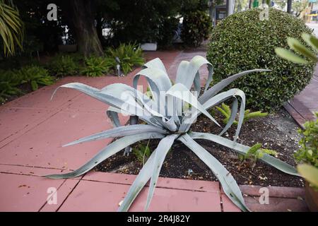 Agave franzosini ‘Ghost Grigio’ grandi piante da giardinaggio a sud con aghi di pokey Foto Stock