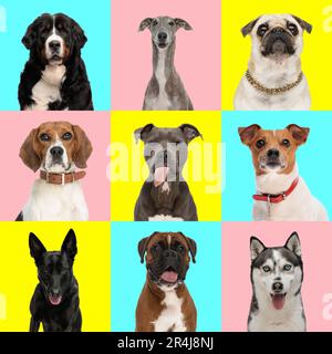 collage fotografico di adorabili cani di fronte a sfondo blu, rosa e giallo, alcuni che sporgono verso l'esterno lingua, altri che indossano collari Foto Stock