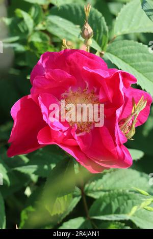 Rosa francese sul bordo di un giardino di Allotment Foto Stock